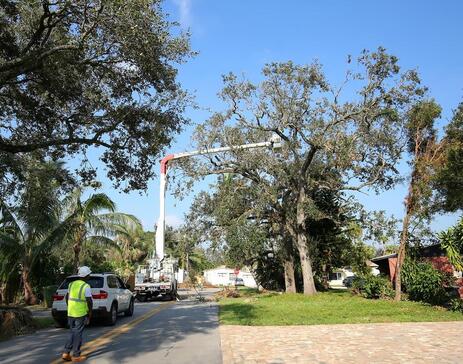 An image of Tree Removal in Santa Cruz CA