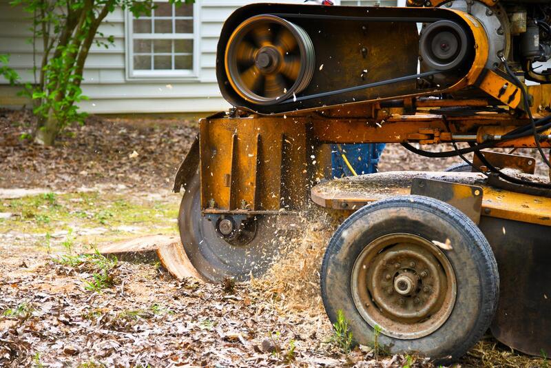An image of Stump Grinding/Removal Services in Santa Cruz CA