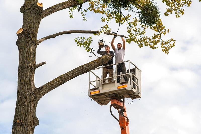 An image of Tree Cutting in Santa Cruz CA