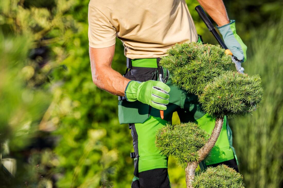 An image of Tree Trimming/Pruning Services in Santa Cruz CA