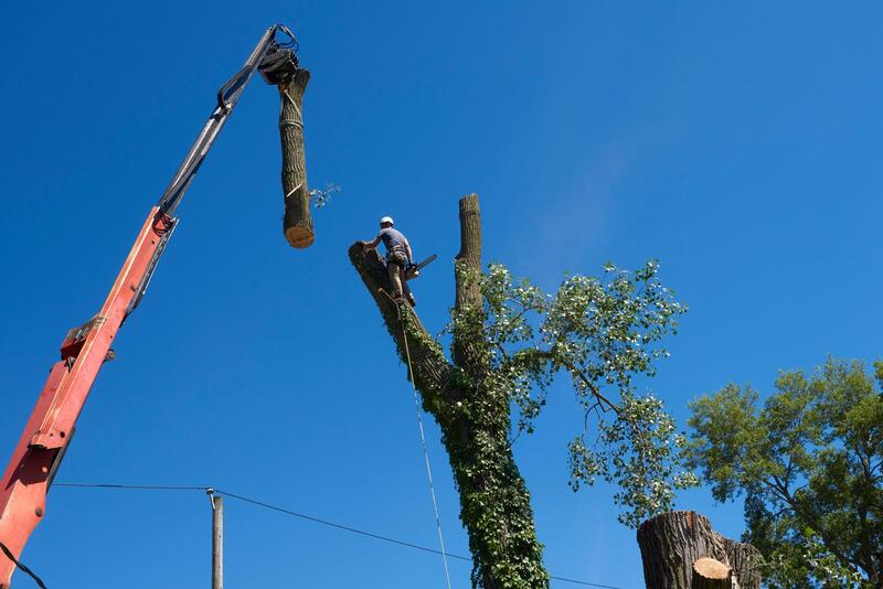 An image of Tree Removal Services in Santa Cruz CA